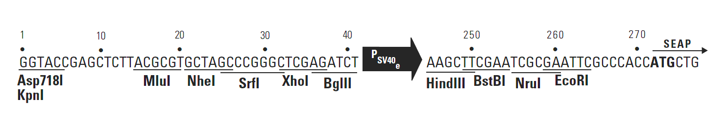 pSEAP2-Control 多克隆位点 点击看大图 pSEAP2-Control 多克隆位点